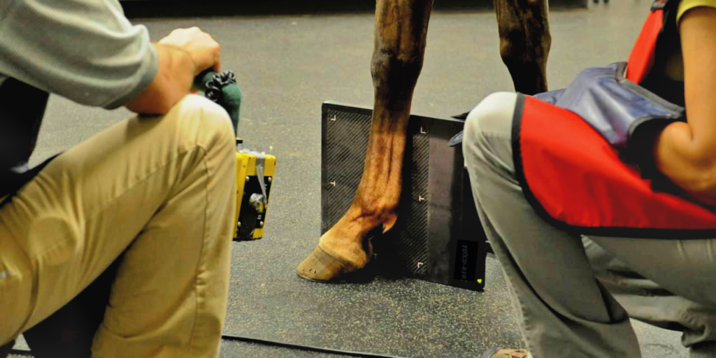 Equine Digital XRay