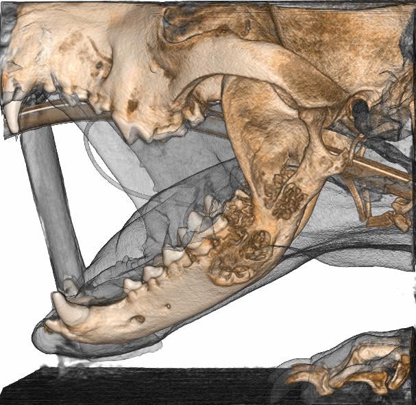 Small Animal Radiology JRX Diagnostics
