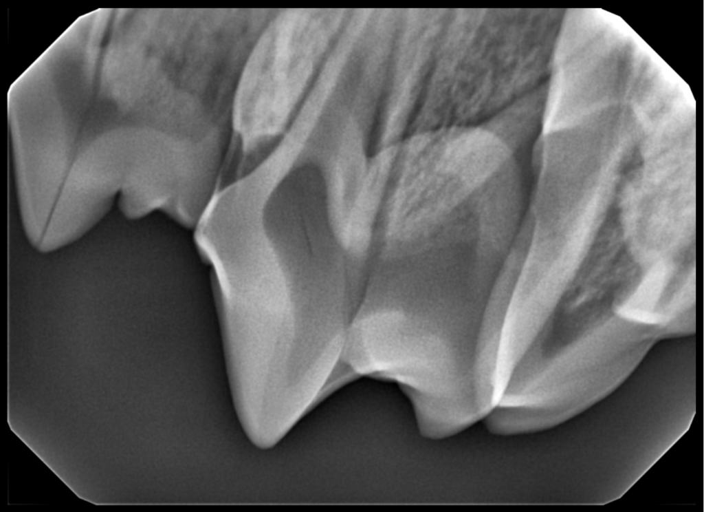 Why use Veterinary Dental XRay? JRX Diagnostics LLC Your Digital
